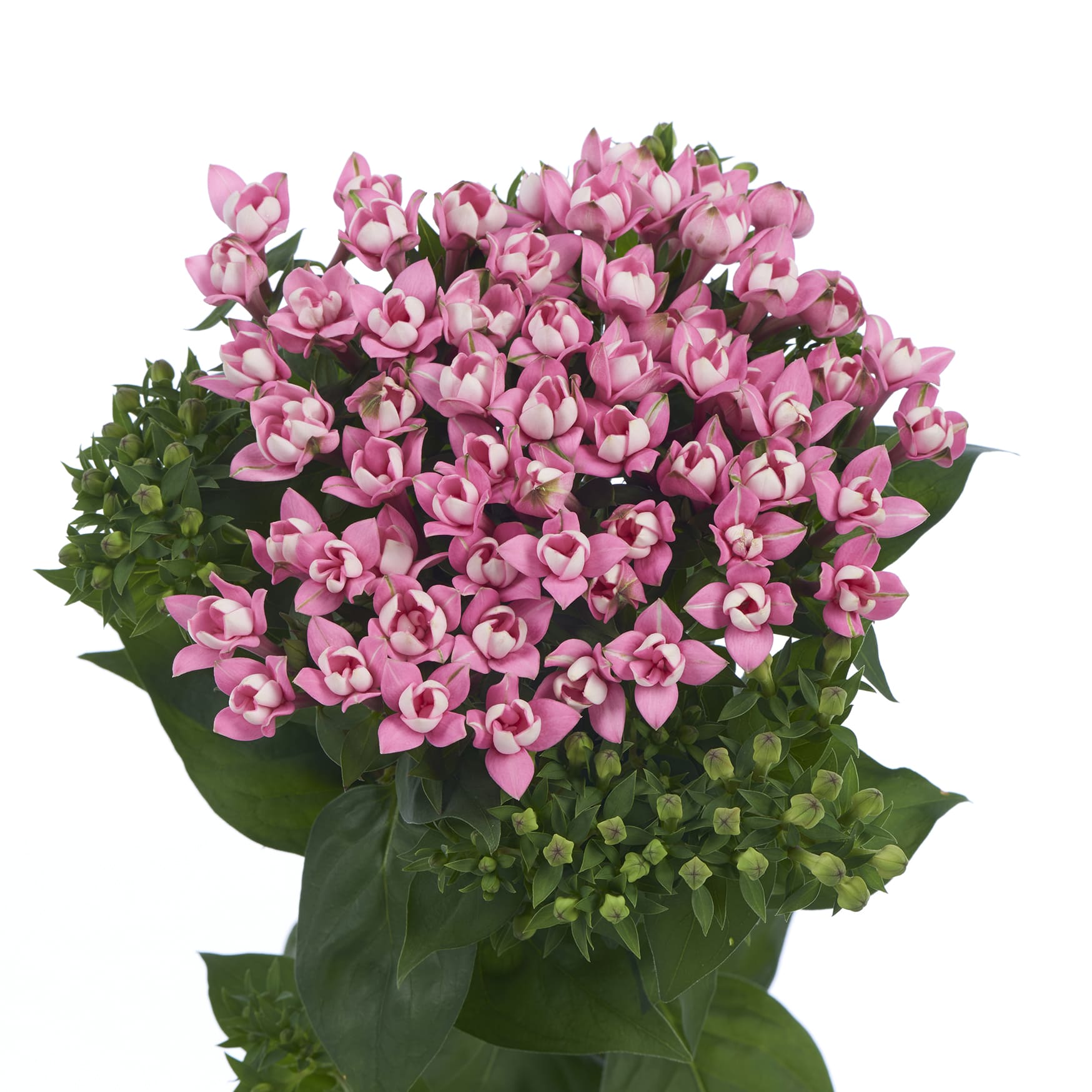 RVZ_bouvardia_Diamond_Dark_Pink- Borgijink:Chrywijk (2)